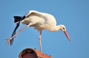 Stretch like this stork